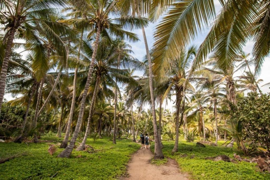 مبيت وإفطار الزينو Colibri Parque Tayrona Dentro Del Parque Nacional Tayrona المظهر الخارجي الصورة