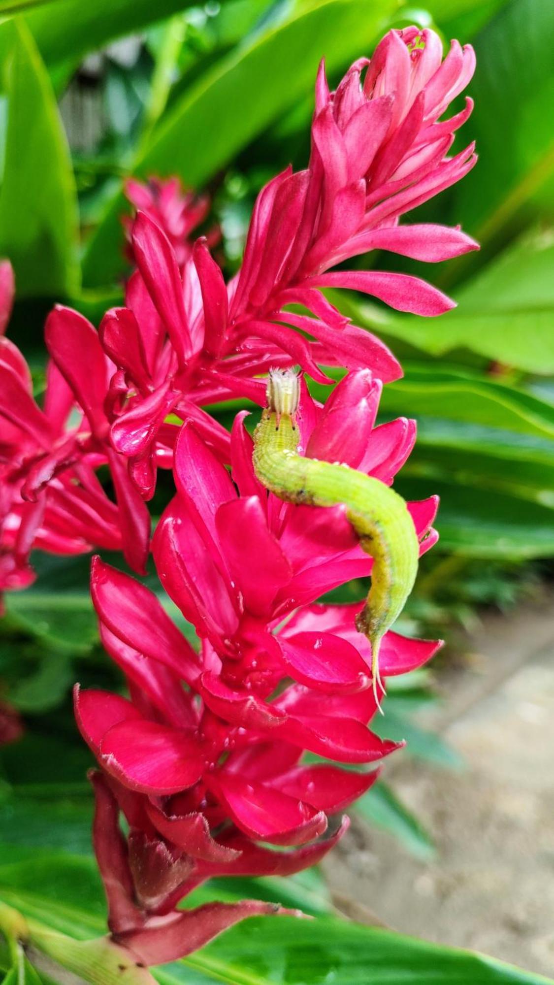 مبيت وإفطار الزينو Colibri Parque Tayrona Dentro Del Parque Nacional Tayrona المظهر الخارجي الصورة